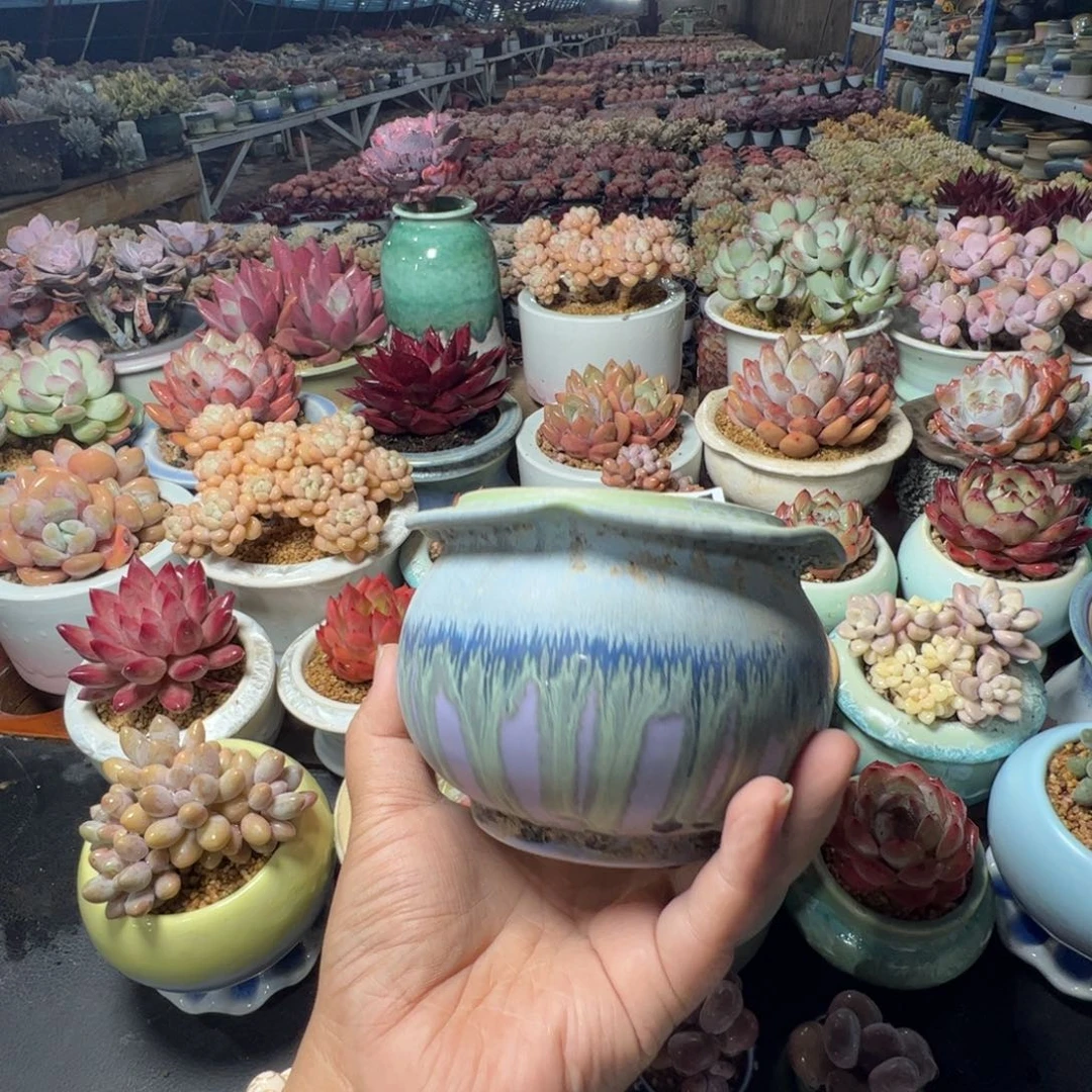 特价花盆满50发货内口8