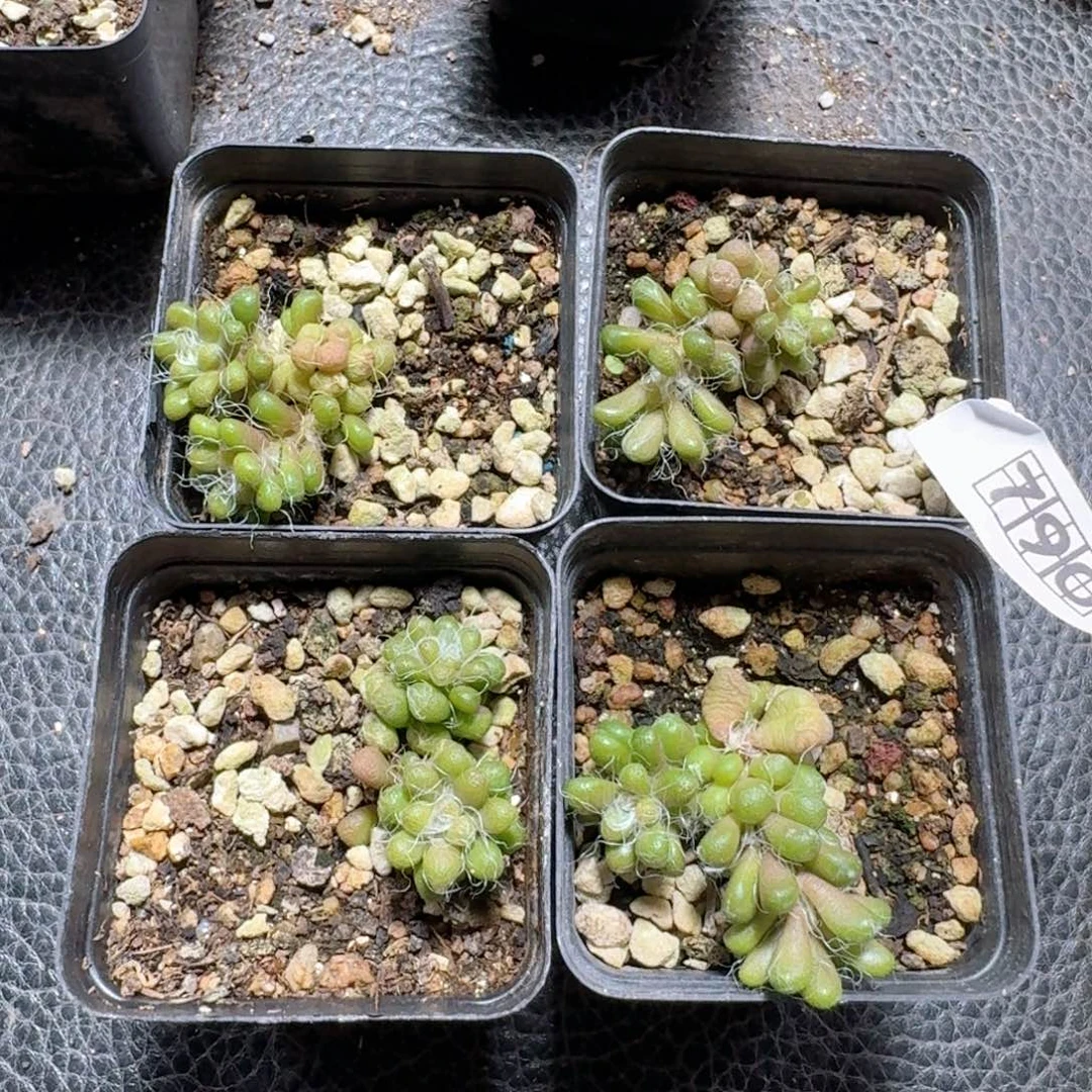 790红花茶笠脱土发货一个随机