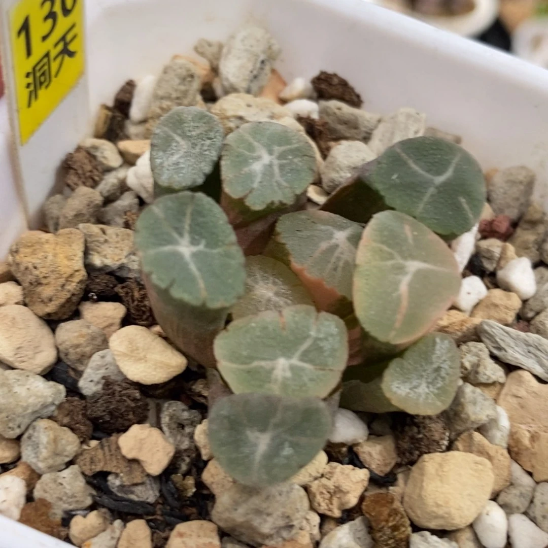 130万象锦一物一拍
