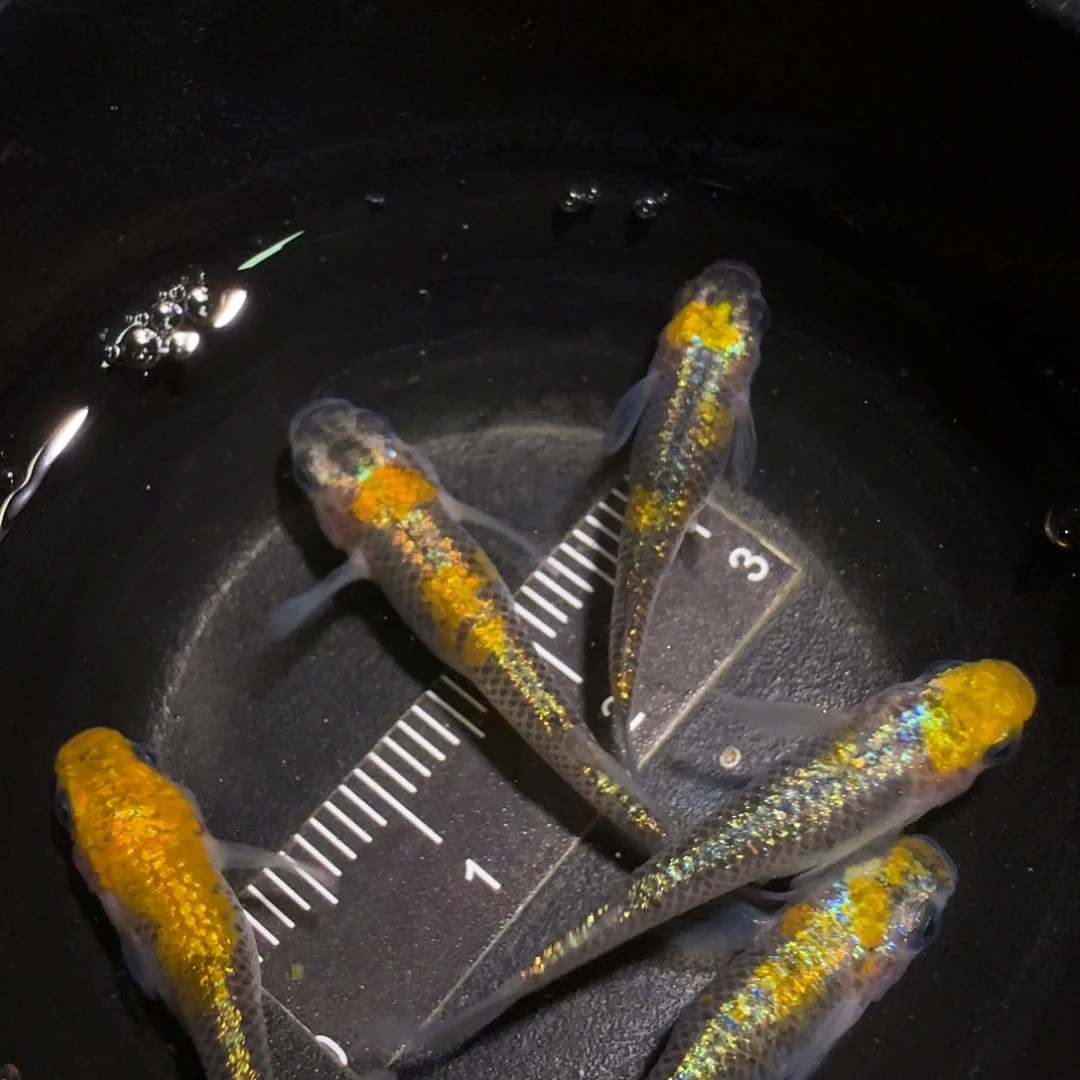 青鳉鱼一物一拍909