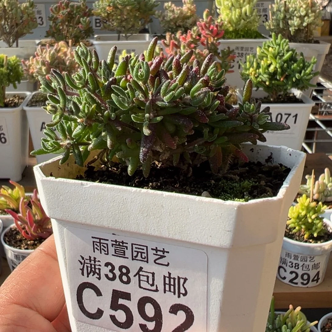 21-592狐尾老桩悬崖桩