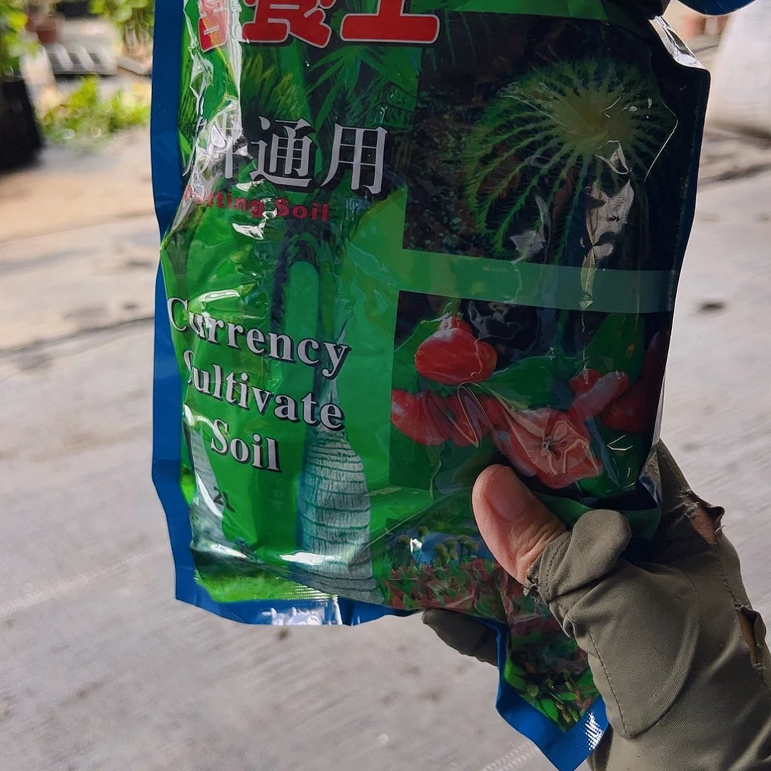 当前无花栽培后可以开花土5包