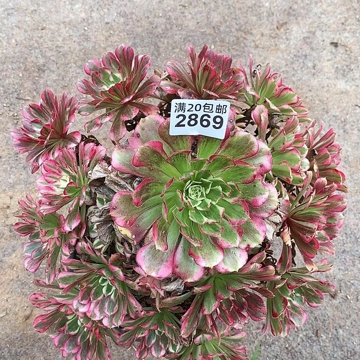 2869 一颗同花顺法师