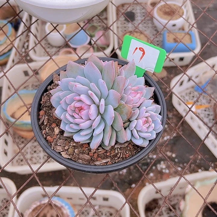 风***人19号星星辰带盆一个