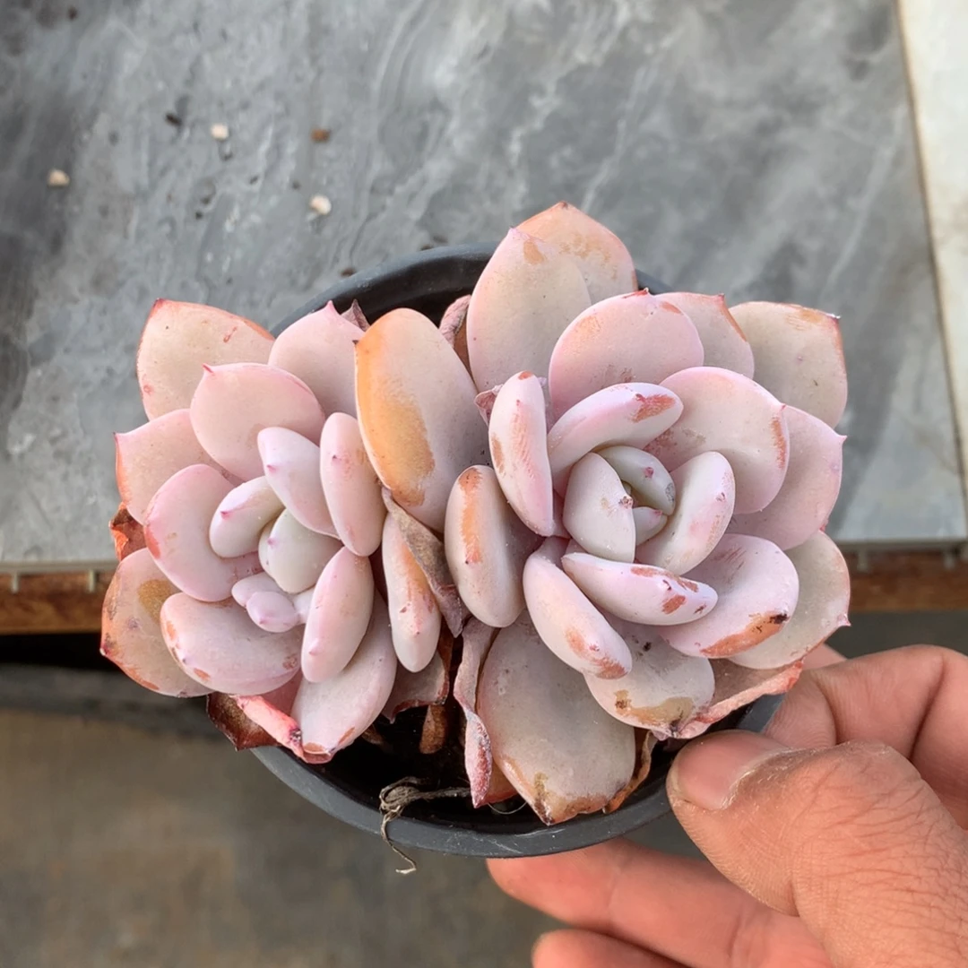 沿***~清洁面产品及护肤的研发