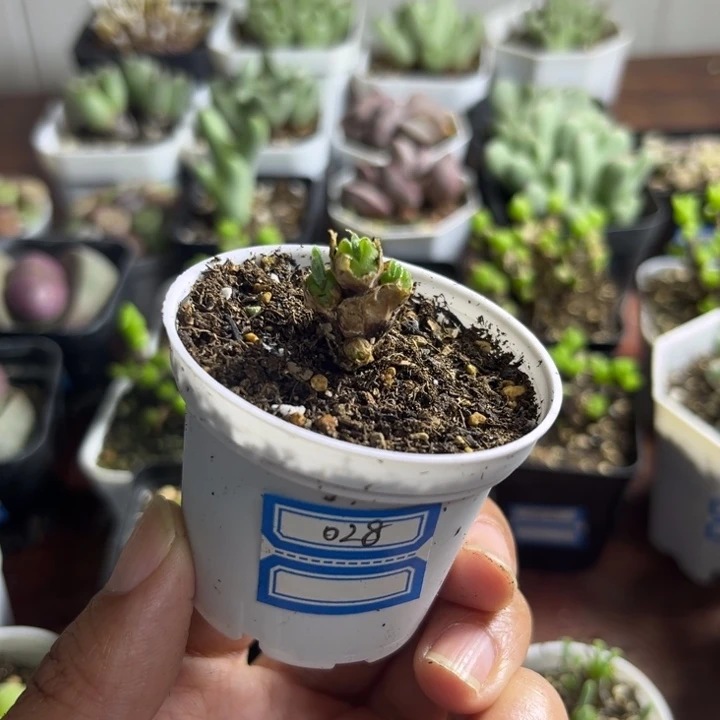 028 碧光环小兔子