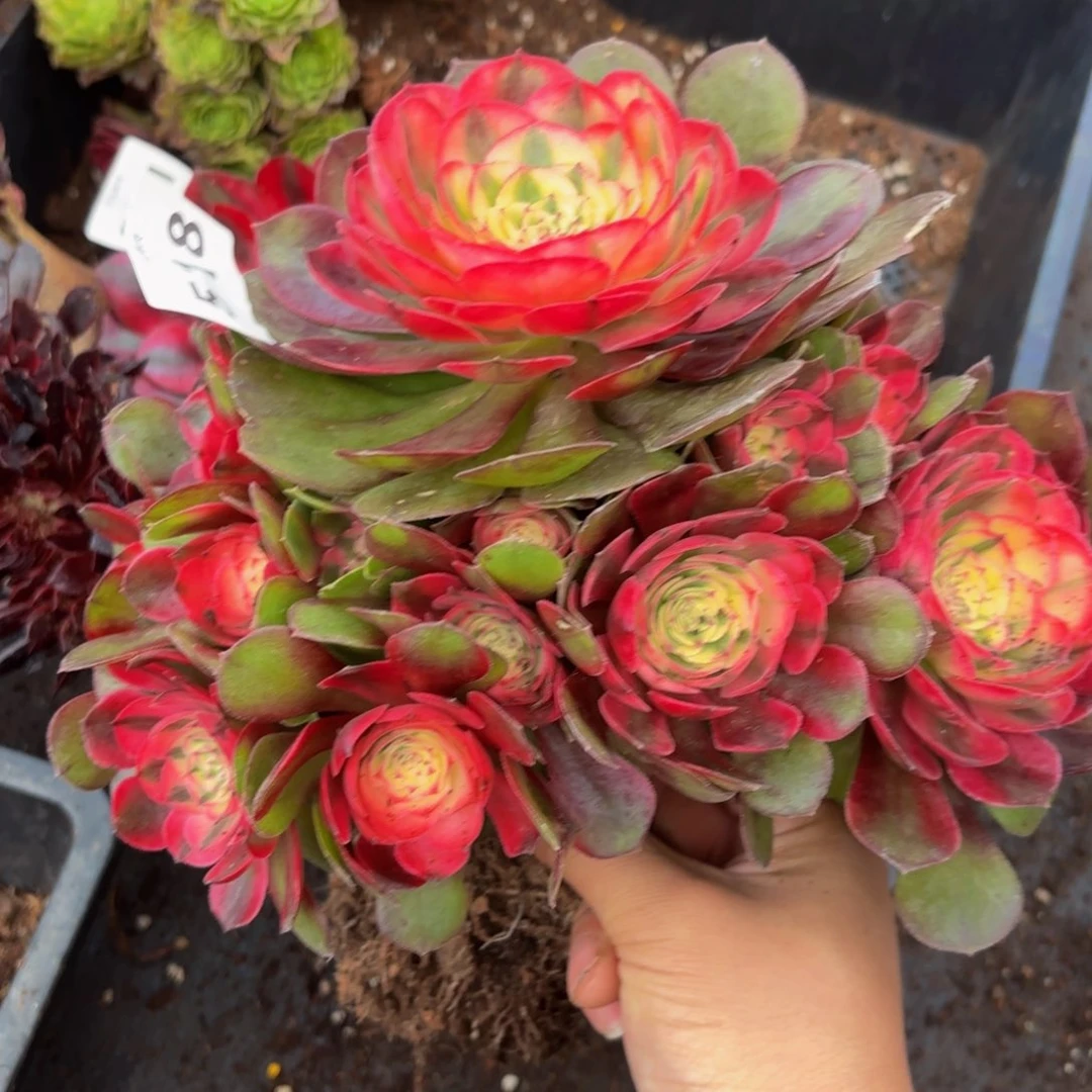 518多肉植物荔枝