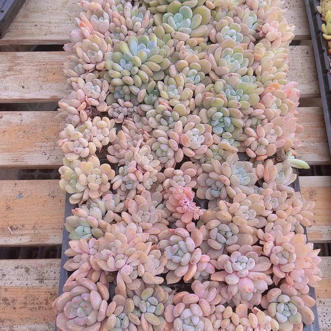 直播一物一拍多肉18