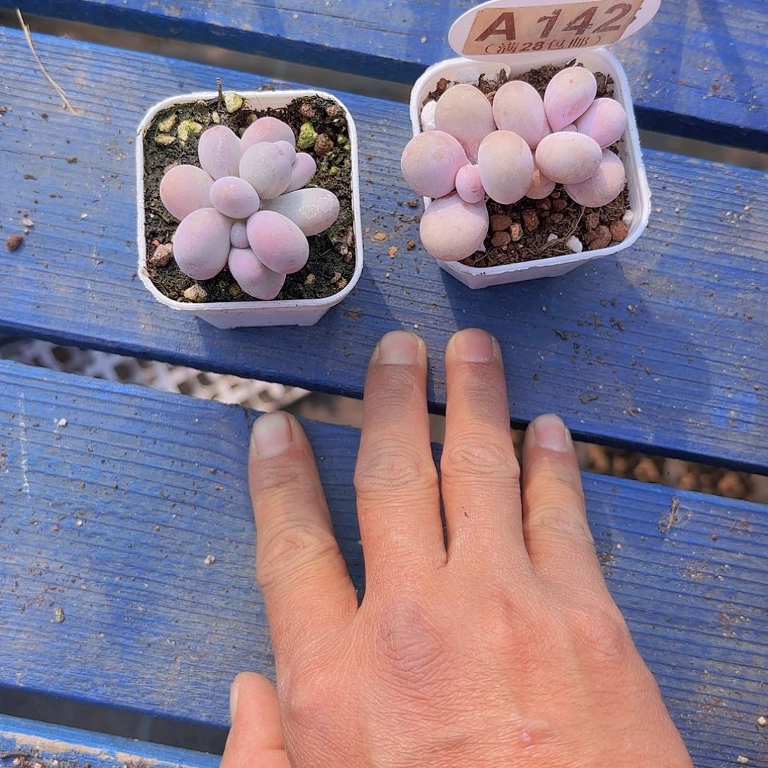 梦**境A142两颗一物一拍