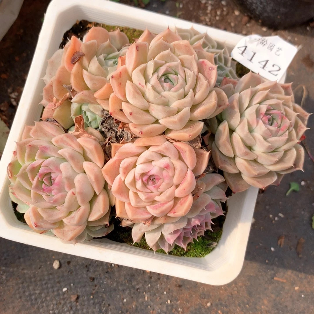 刚*4142杂交多肉植物