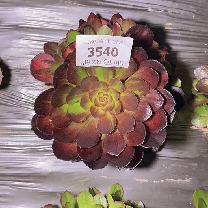 3540花月夜多肉植物2号