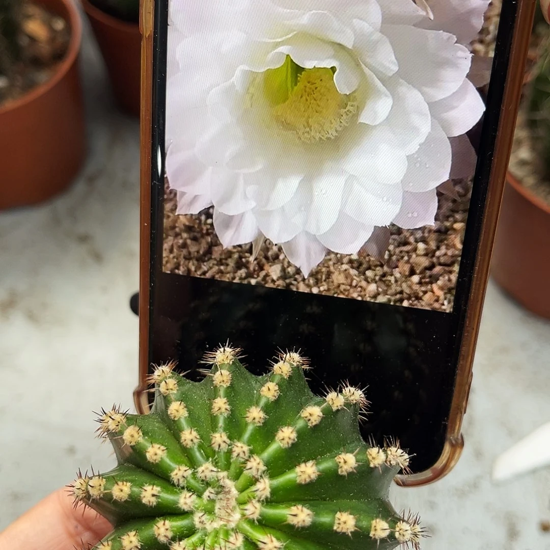 彩草纯白测芽5-6公分左右