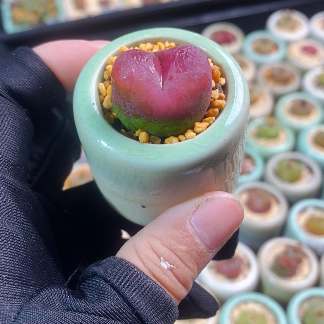 2474-一物一拍带盆