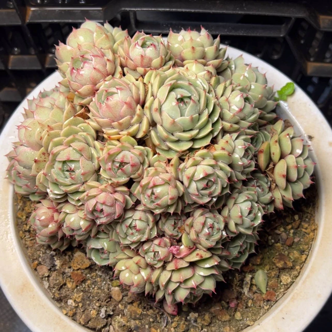 【闪购商品】苯巴蒂斯多肉19.8