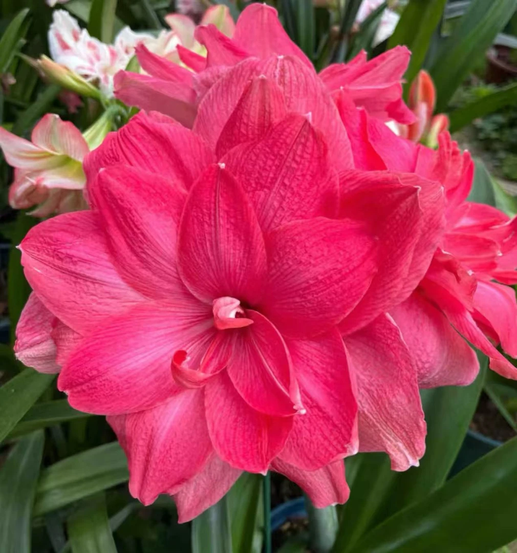 朱顶红【糖果仙女】重瓣种球