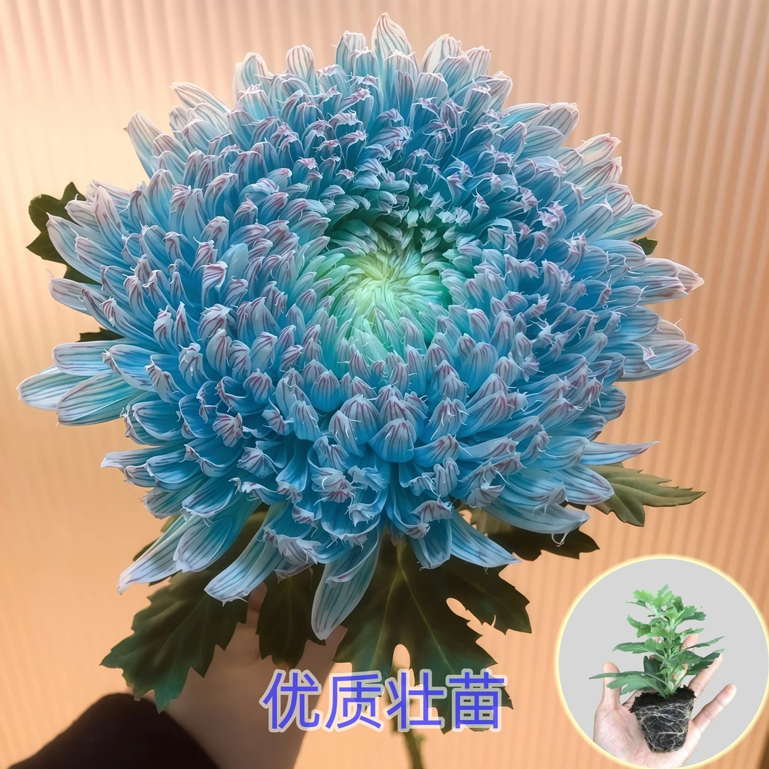 青花瓷牡丹菊【菊花苗】盆栽大花型花卉四季花九月大菊优质鲜苗绿植