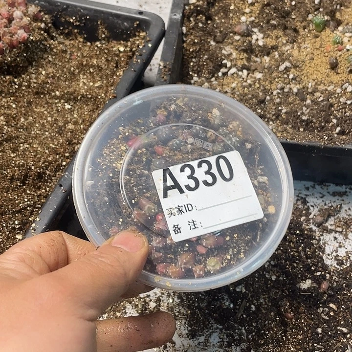 完全开放330兜栾一份