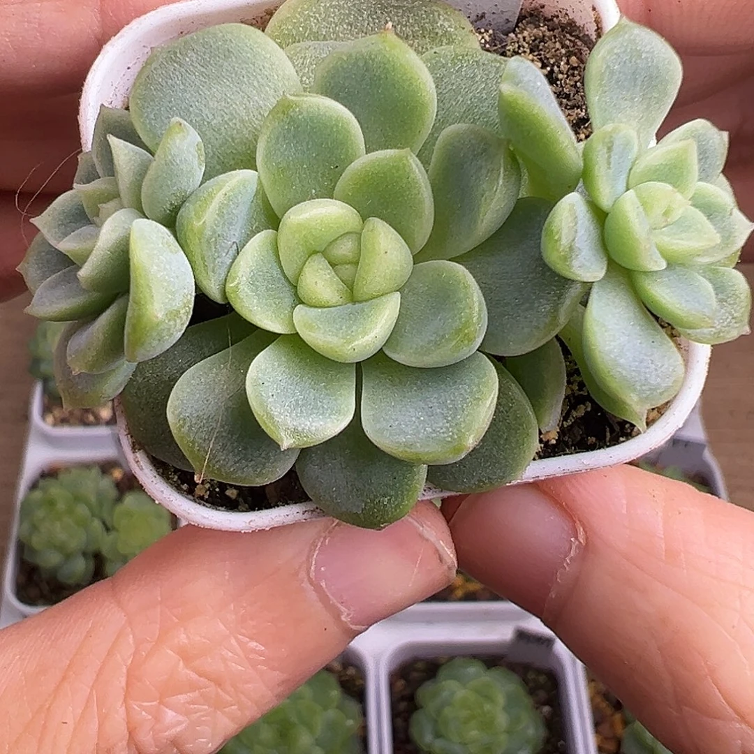 ᰔ****财富密码66。