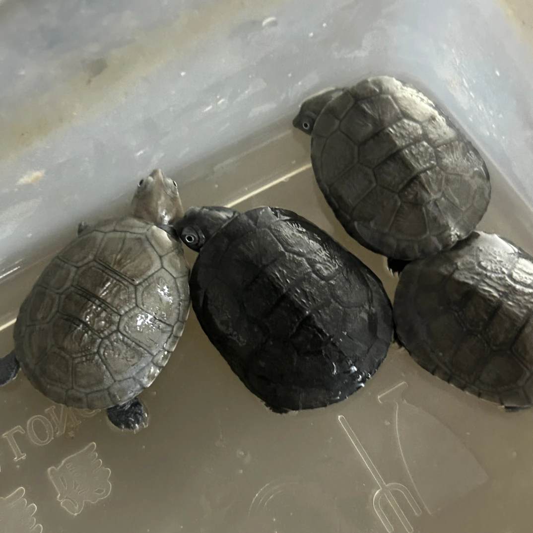 沼泽侧颈龟大苗（全品）