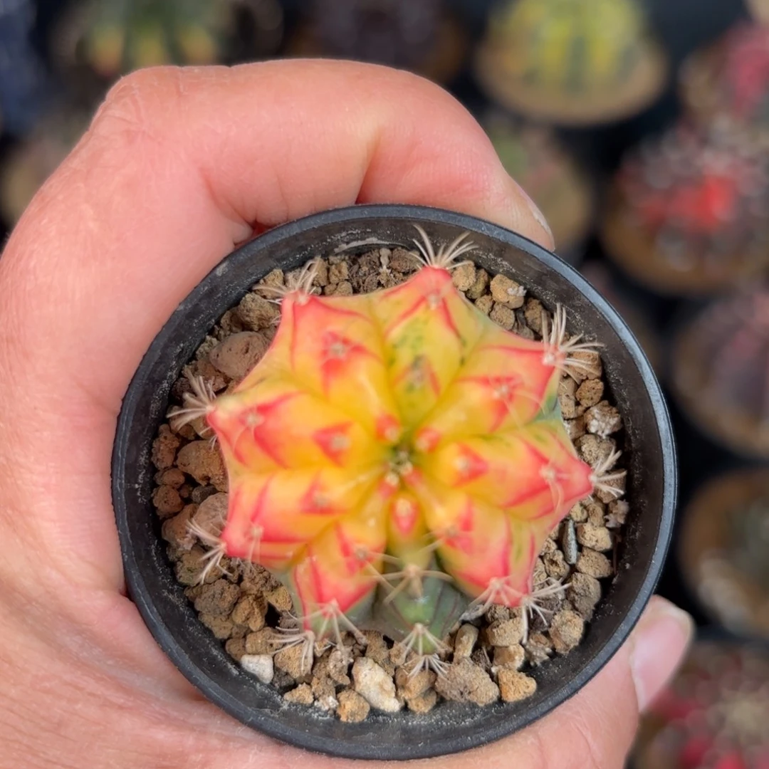 泰系米哈仙人球实生209