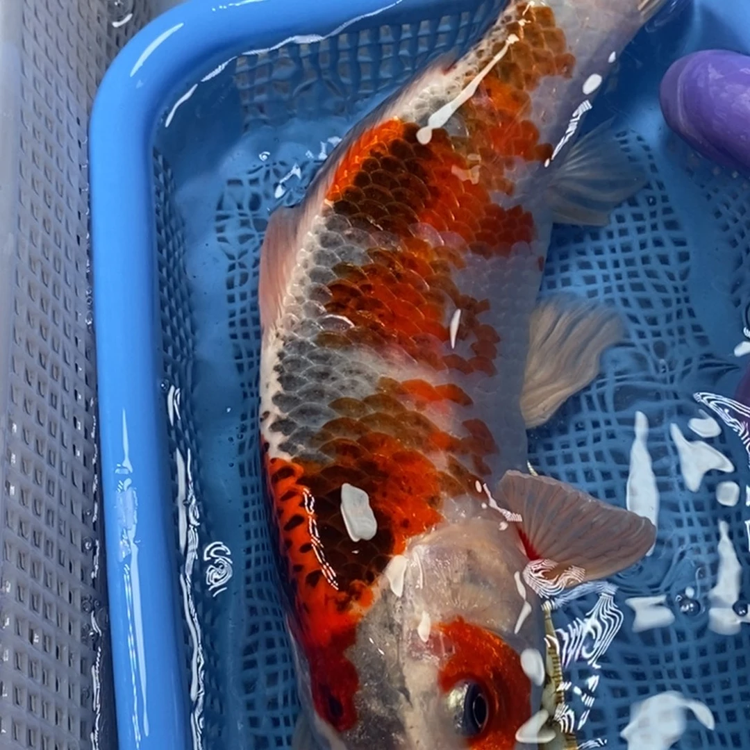 锦鲤冷水锦鲤包邮