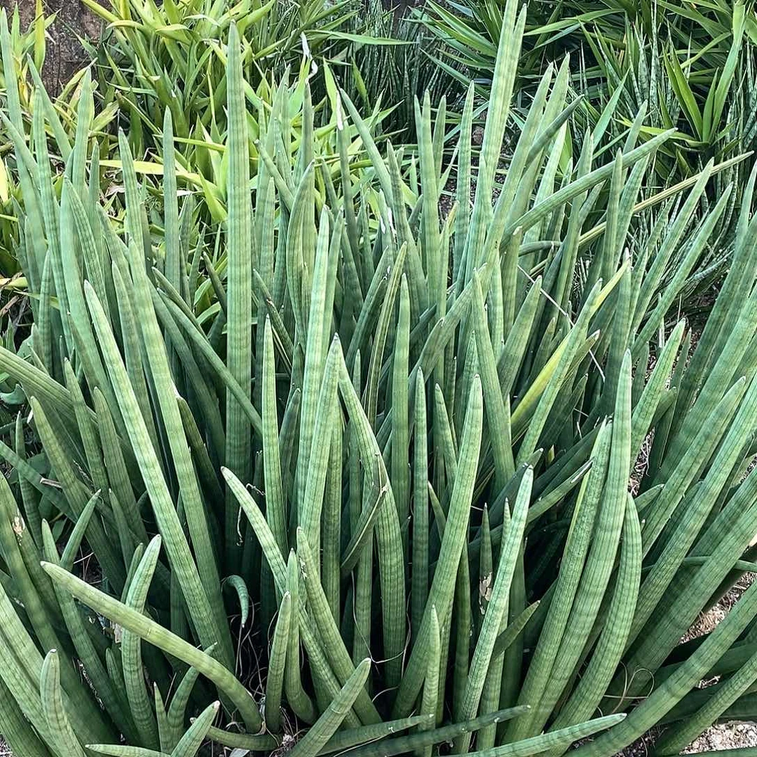 佛前香高50-60公分