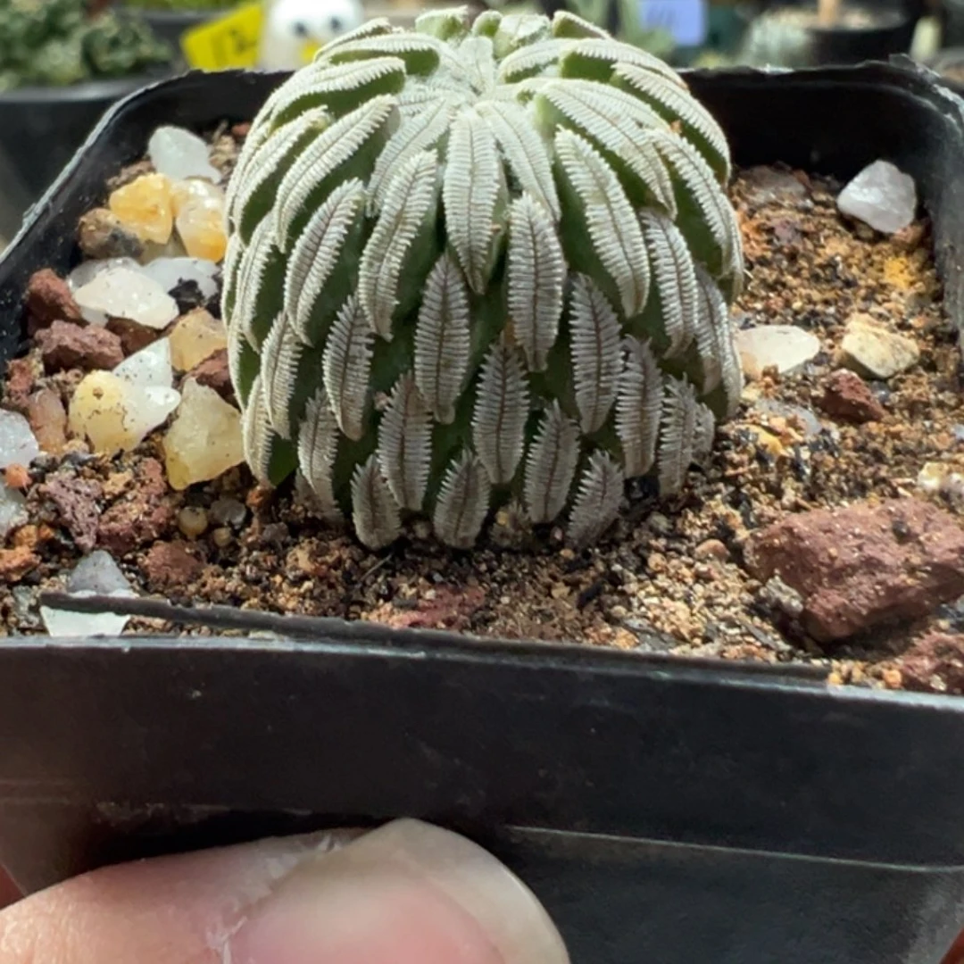 精巧丸带盆111111