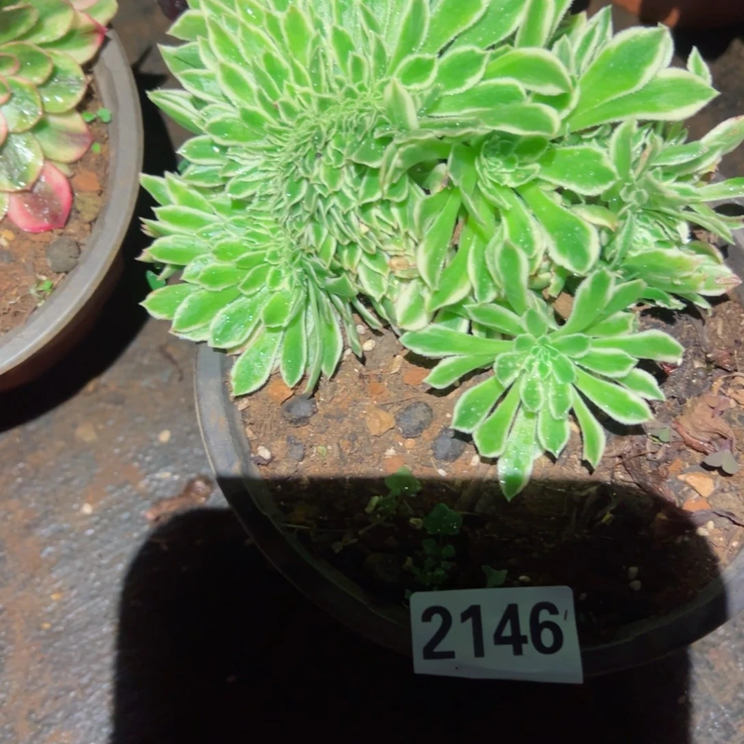 2146 号多肉植物法师新年福利