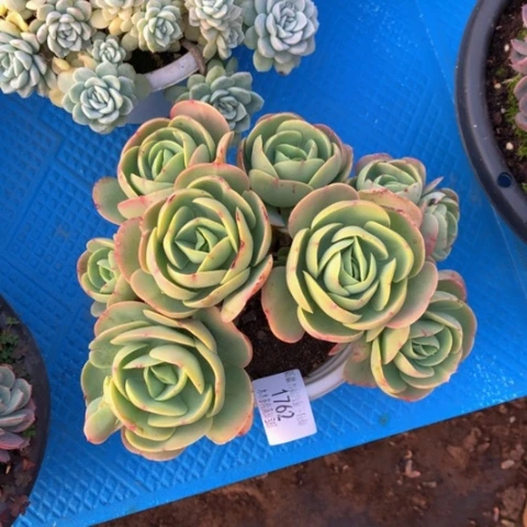 大****姐1762碧桃多肉