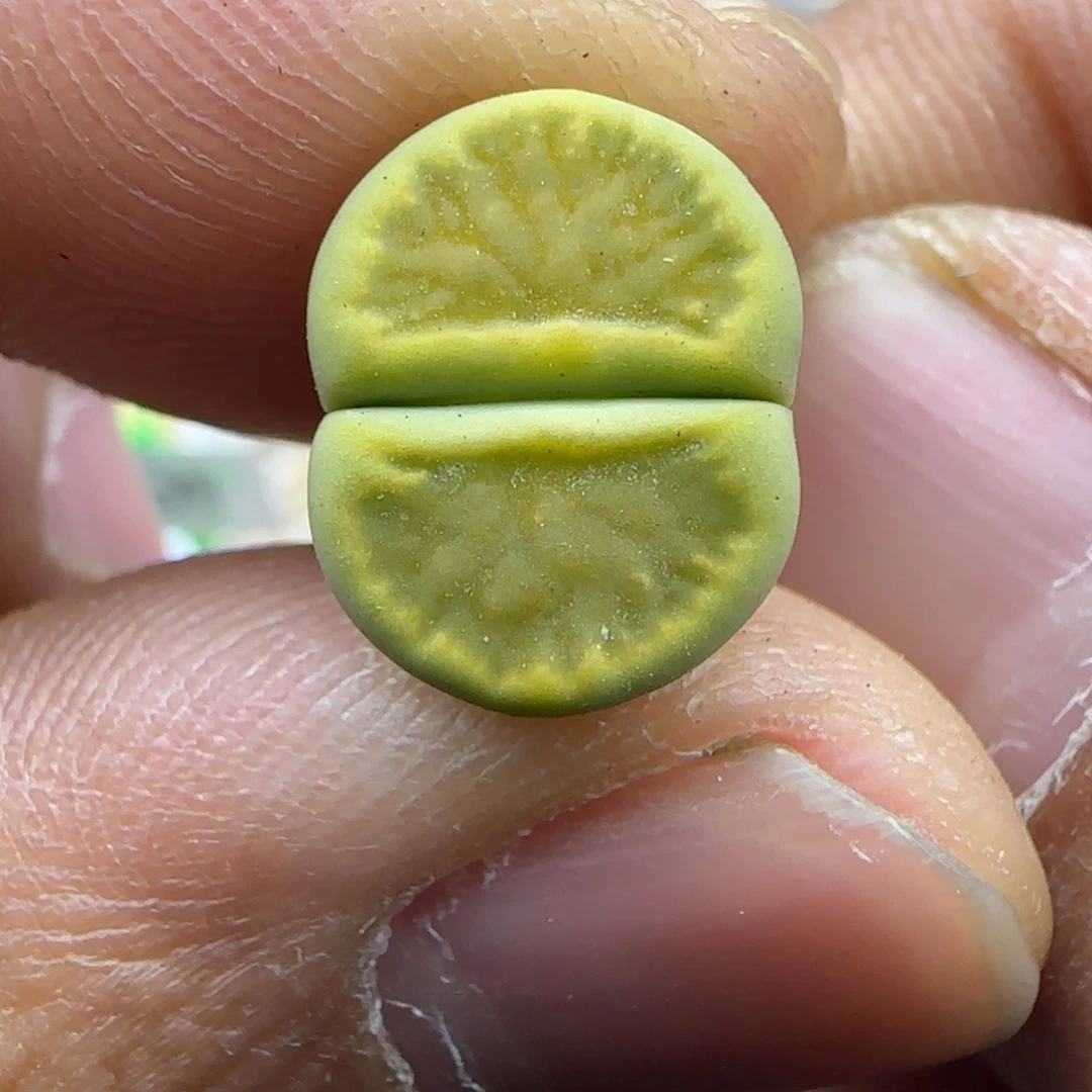 755 开播福利生石花大棚直播