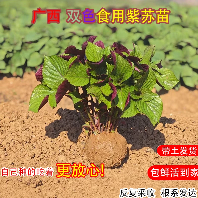 广西可食用双色紫苏大叶紫苏种子四季耐热阳台盆栽蔬菜种子紫苏苗
