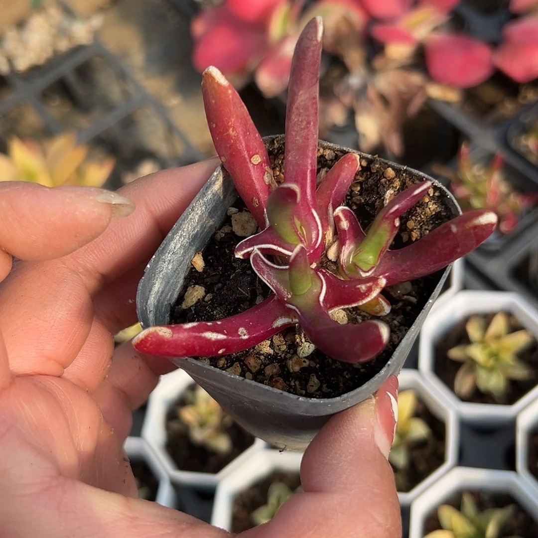 多肉植物心妖开花
