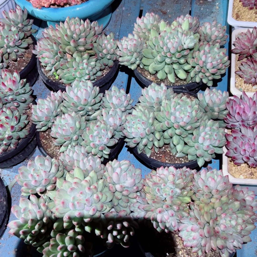 精品多肉植物老桩岩子随机发一棵