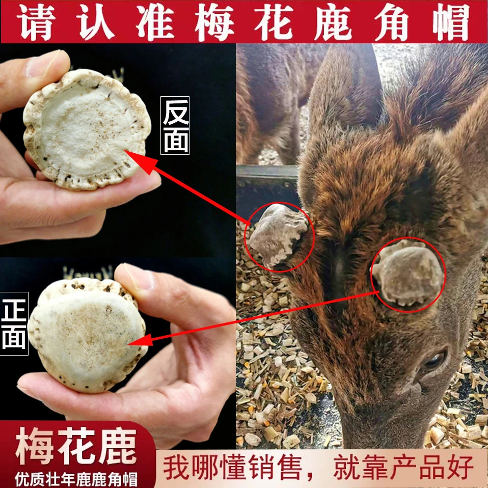 梅花鹿鹿角帽东北吉林原产地鹿角帽粉250g/500g鹿托盘