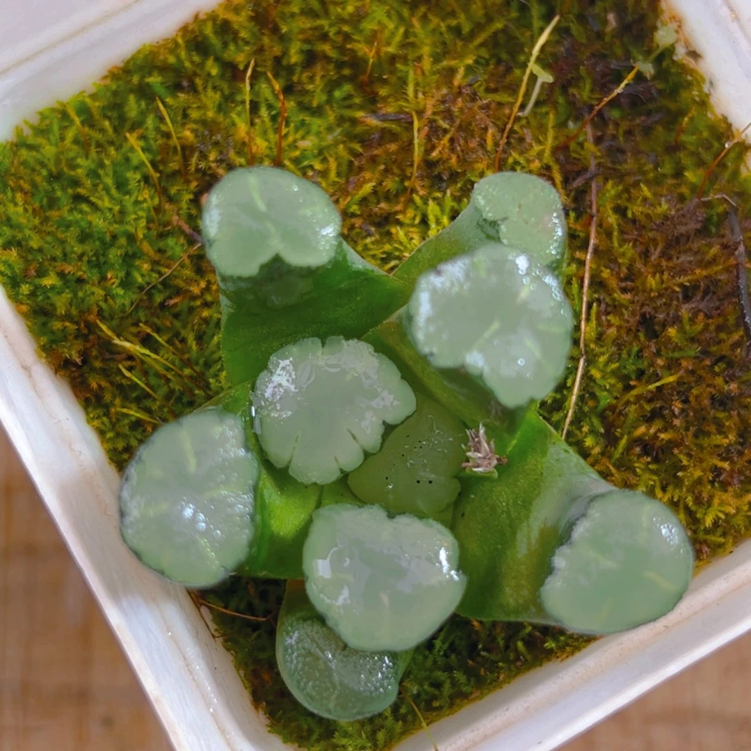 天照万象多肉多肉1