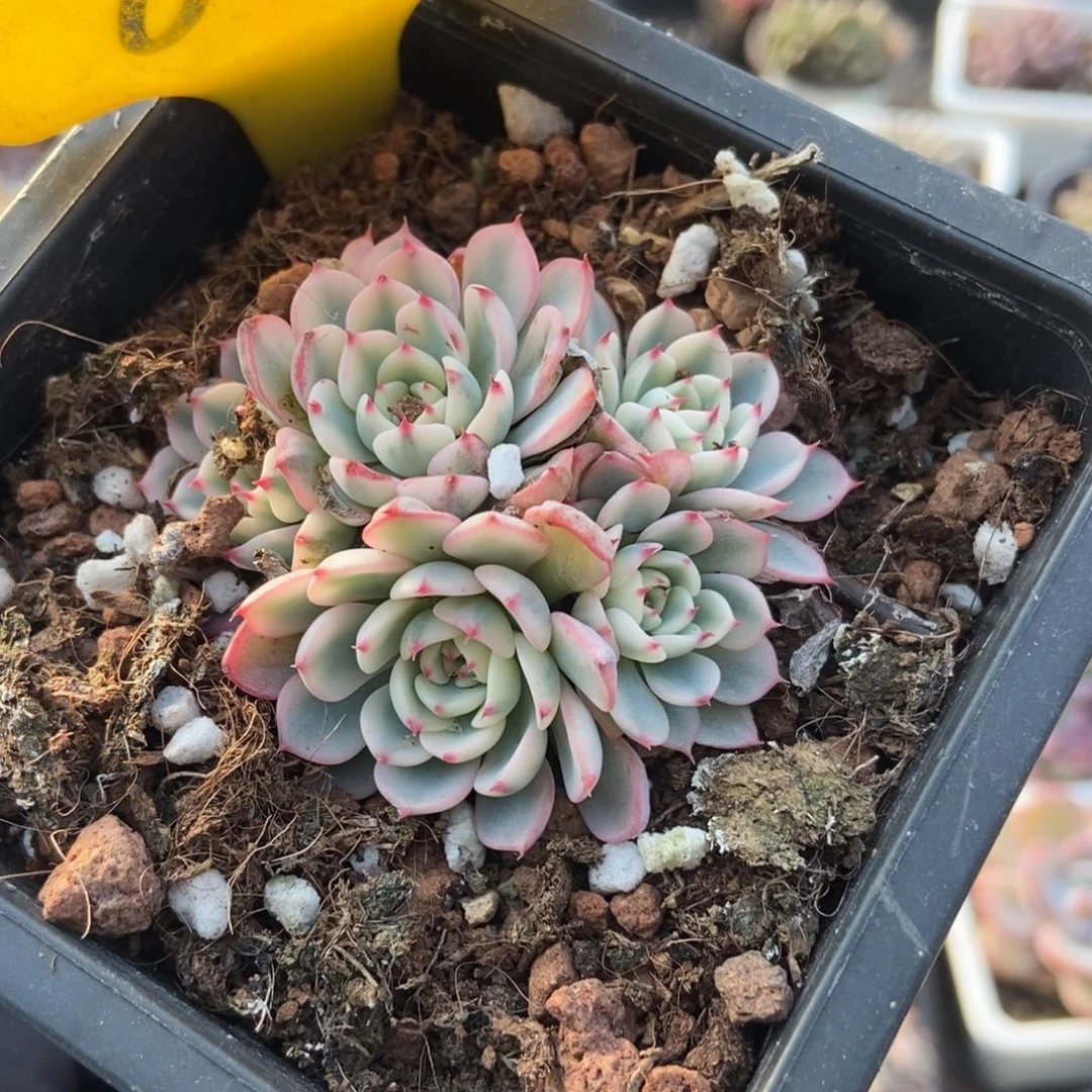 835忌廉锦多肉植物