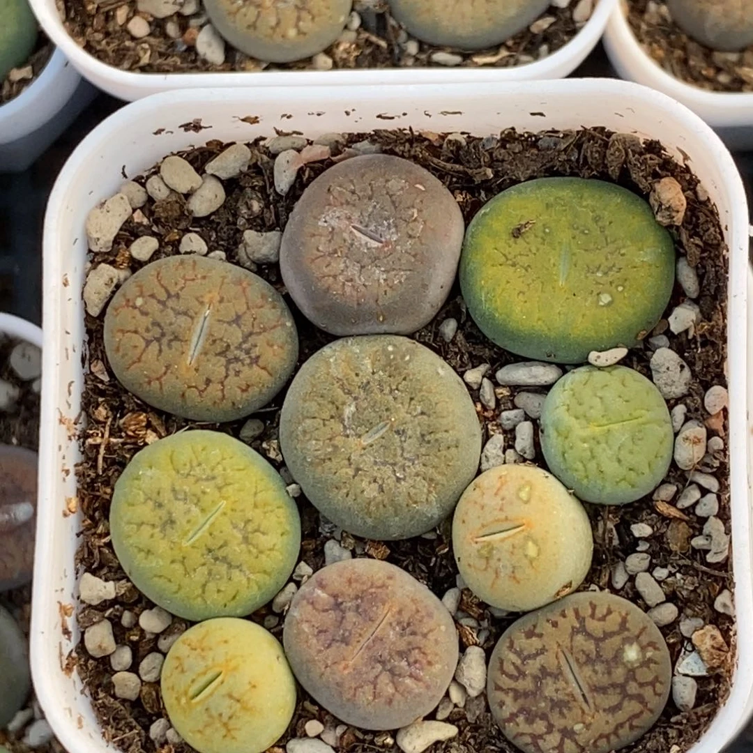 彩色富贵带盆土随机一盆