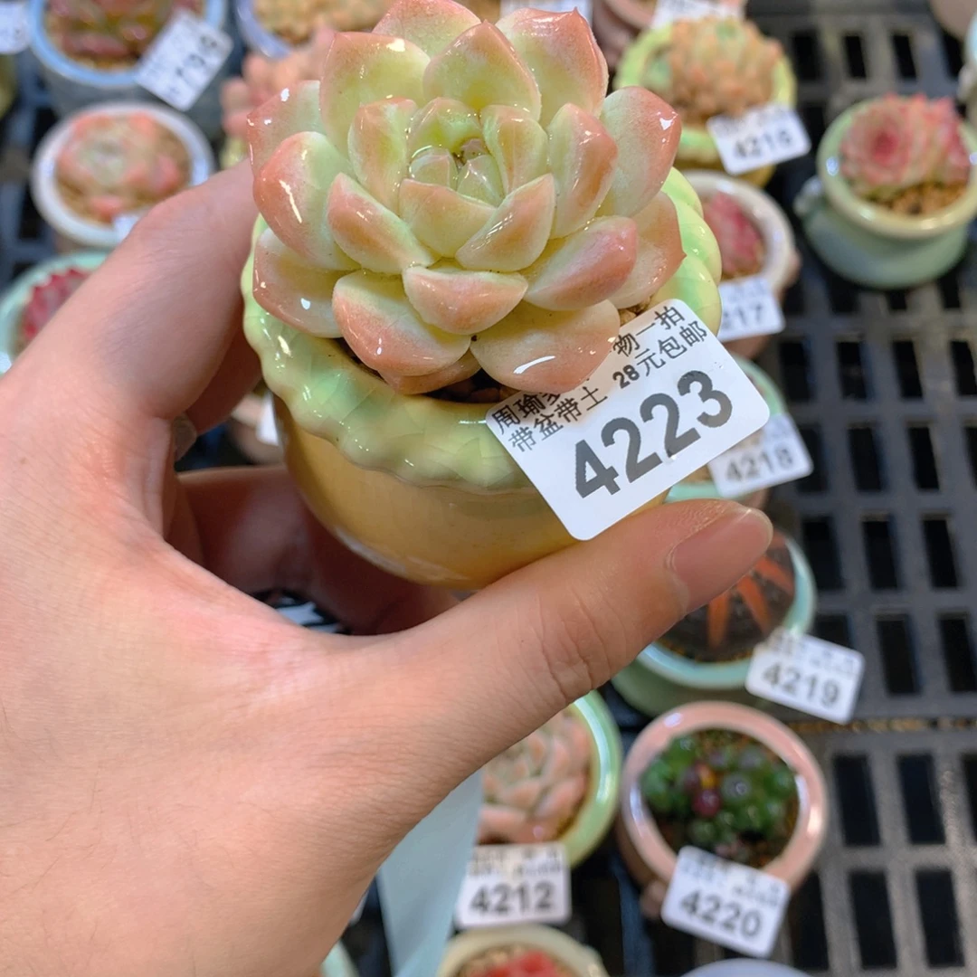 5厘米盆精控多肉4223