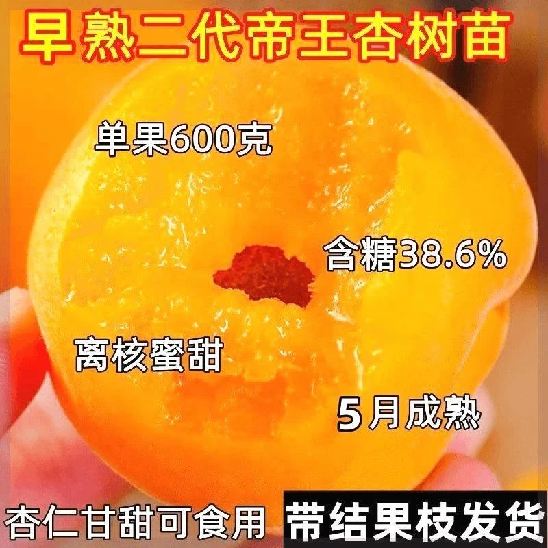 嫁接杏树苗新品种早熟二代帝王杏矮化盆栽南方北方种植当年结果