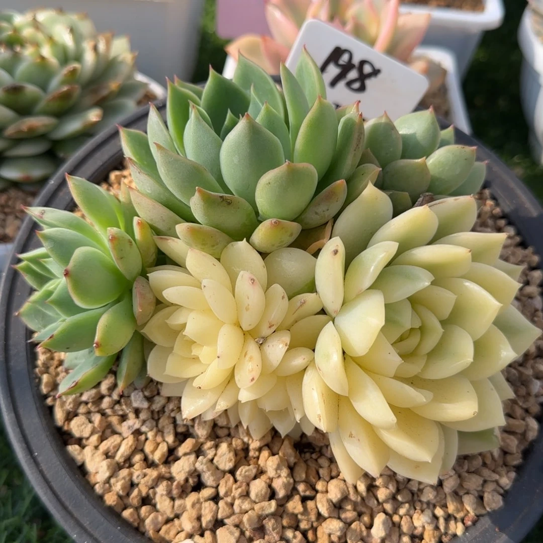 东云锦杂   多肉植物