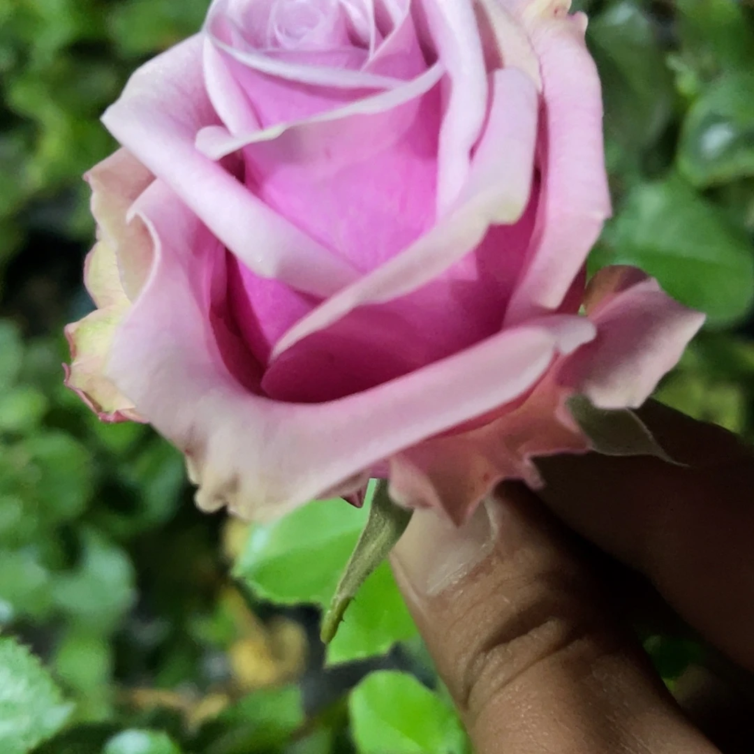 无花朵——-阿卡佩拉 月季