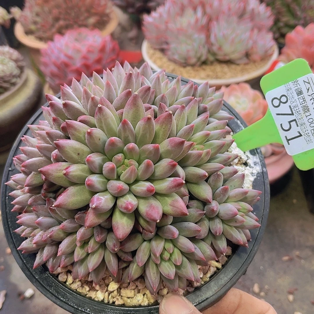 8751车厘子多肉植物