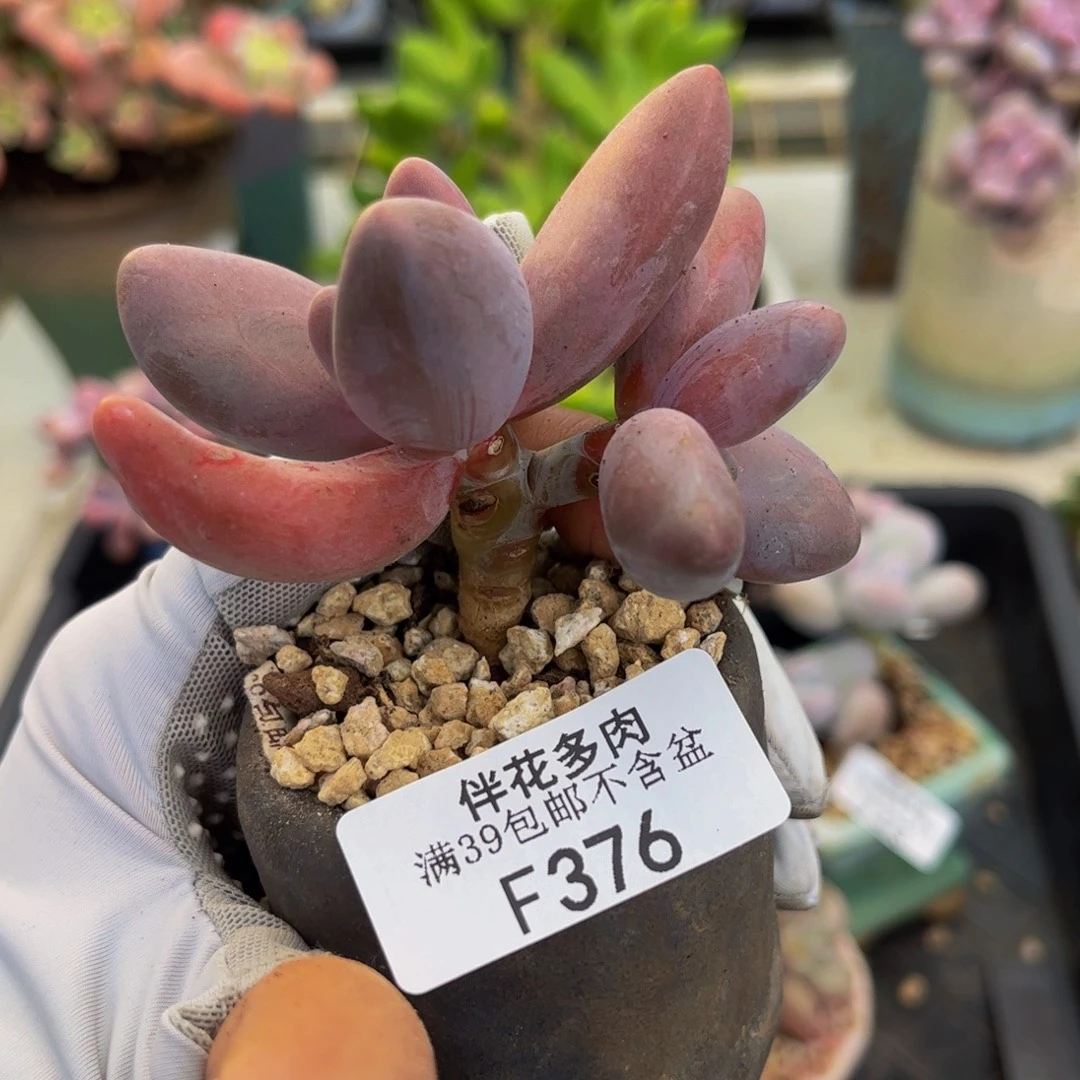 376-糖果美人多肉6cm