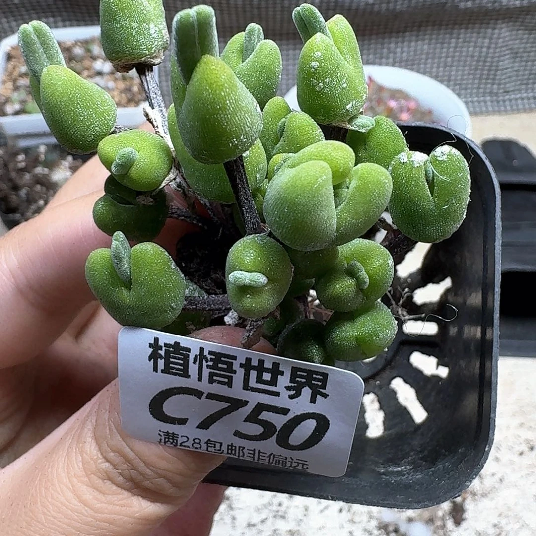 多肉植物的人生fgb