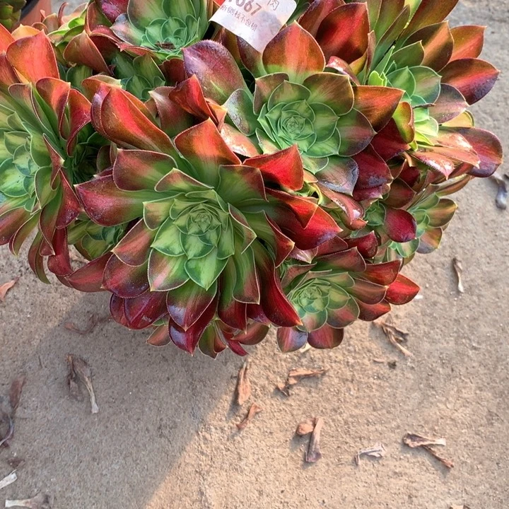 1067韶华多肉植物