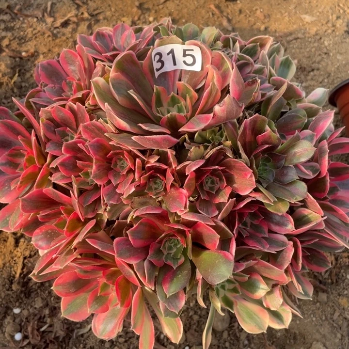 无花朵315女妖多肉植物