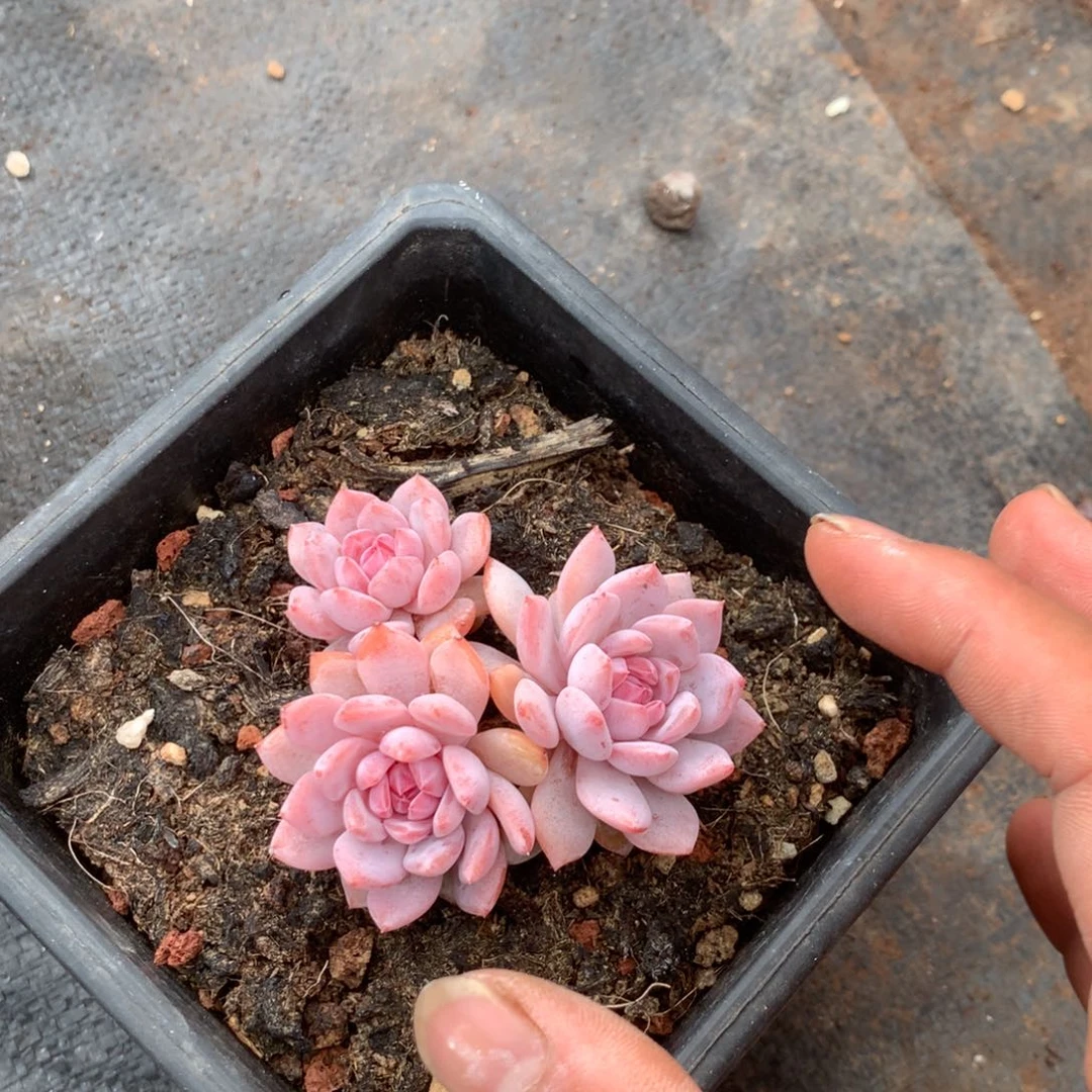 我们就像两面国旗照