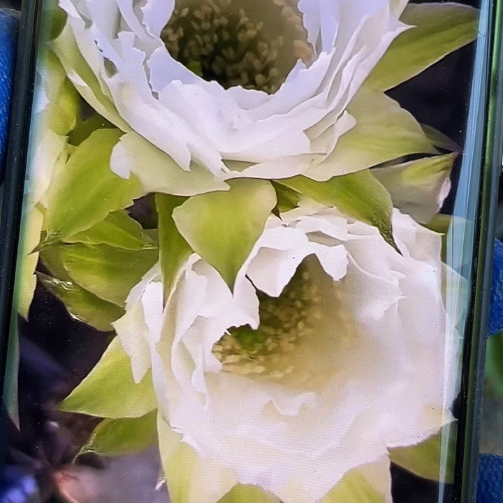 G1侧芽4-5公分歪满18包邮