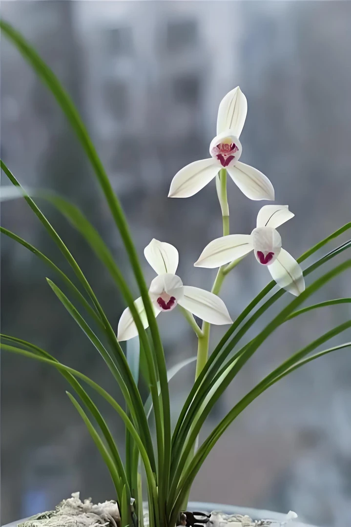 【朱丝玉荷】20多苗大爆盆莲瓣兰名品