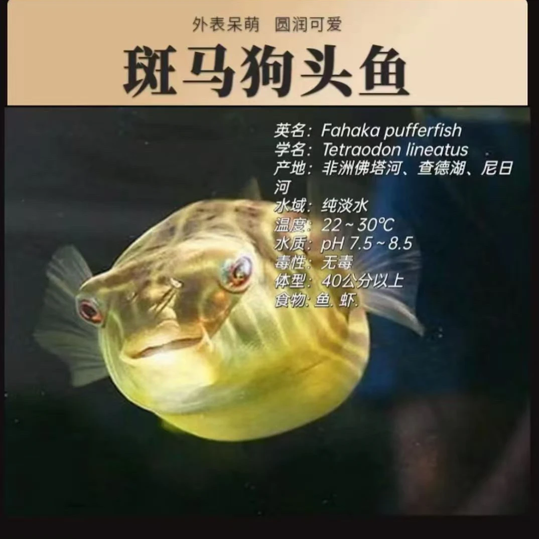 斑马狗头淡水河豚鱼狗头鱼